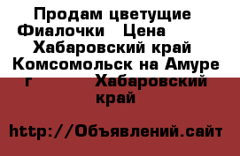 Продам цветущие  Фиалочки › Цена ­ 150 - Хабаровский край, Комсомольск-на-Амуре г.  »    . Хабаровский край